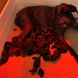 Girl 5 - Black Giant Schnauzer puppy in Oceanside, California from Silva Giant Schnauzers