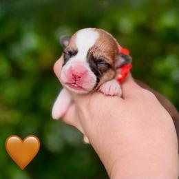 Orange Collar Girl - Red female Pembroke Welsh Corgi puppy in Yulee, Florida from Pembroke Welsh Corgis at Belle Haven