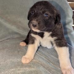Girl 6 - Black female Anatolian Pyrenees puppy in Marysville, Ohio from Brotherton Family Farms