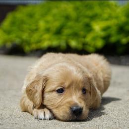 Dahlia - Golden female Golden Retriever puppy in Saint Joe, Indiana from Golden Acres Farm