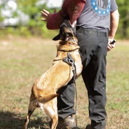Kafele - Belgian Malinois