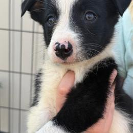 Wyatt - Black and white male Border Collie puppy in Shawnee, Oklahoma from Cross K Working Collies - Pure Bred Border Collies