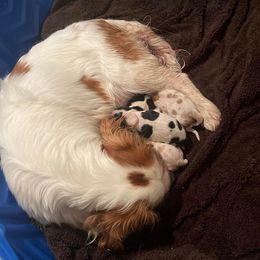 Bernedoodles, Cavalier King Charles Spaniels, Cavapoos, and Poodles from Dinky Doo Doodles