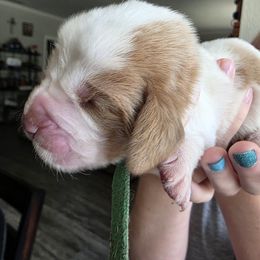 Dark Green - Brown and white male Basset Hound puppy in Clyde, Texas from Hazard Hound Kennels