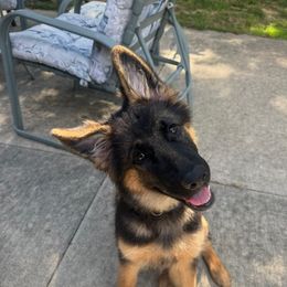 Rogue - Black and tan female German Shepherd puppy in Brighton, Michigan from Szegi Haus K9 Solutions