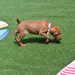 Miss Pink - Golden rust female Vizsla puppy in Lexington, Kentucky from Summit Vizsla (we can deliver to you)