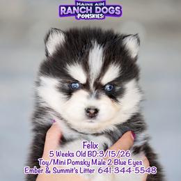 Felix - Black and white male Pomsky puppy in Humeston, Iowa from M.A.R. Dogs