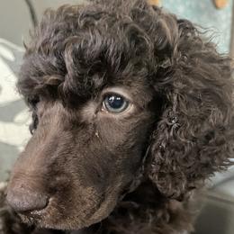 Coco Chanel (formerly Goldie) has found her furever home - Brown female Poodle puppy in Mechanicsburg, Pennsylvania from Ashton’s Standards
