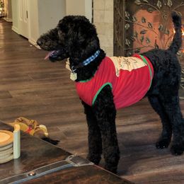 Poodle Puppies from Figz Poodles