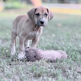 Chai - Fawn female Great Dane puppy in Montgomery, Texas from KD Sweet Southern Danes