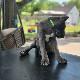 Cane Corso Puppies from Jolaw Kennel