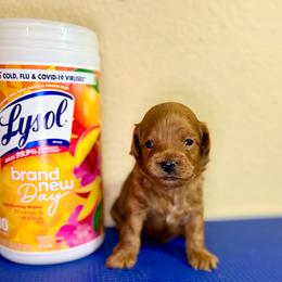 Scarecrow - Red  male Goldendoodle puppy in Bells, Texas from Partridge Doodles and Poodles