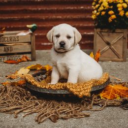 Labrador Retriever Puppies from Prince Labradors