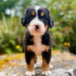 Zatanna (Black Collar) - Black rust and white female Bernese Mountain Dog puppy in Stanwood, Washington from Butter Cup Pups and Paws