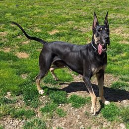 Dirtie Gertie - Great Dane