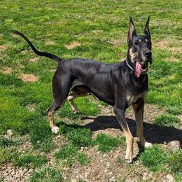 Dirtie Gertie - Great Dane