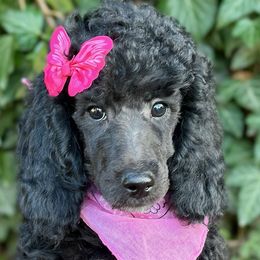 Iris - Female - Moyen - AKC Poodle - Black Poodle puppy in Caldwell, Idaho from Funny Farm Poodles & Doodles