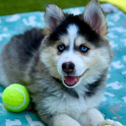 Emerald - Gray and white female Pomsky puppy in Antioch, California from Golden State Pomskies