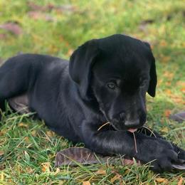 Pete - Black male Labrador Retriever puppy in Winnemucca, Nevada from Oakley's Mountain View Kennel