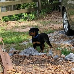 Rottweiler Puppies from Bronx Von Bridges Rottweilers