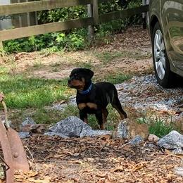 Rottweiler Puppies from Bronx Von Bridges Rottweilers