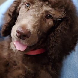 Poodle Puppies from Lavender's Stunning Standards