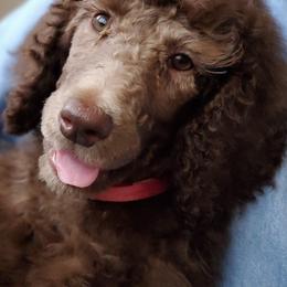 Poodle Puppies from Lavender's Stunning Standards