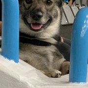 Swedish Vallhund Puppies from Skyfyre Swedish Vallhunds