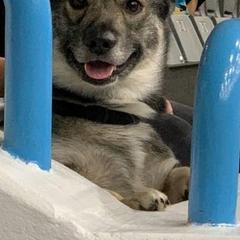 Swedish Vallhund Puppies from Skyfyre Swedish Vallhunds