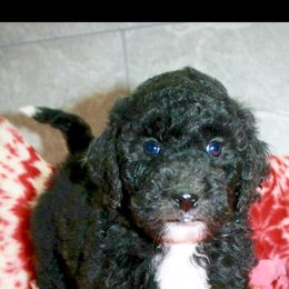 Bernedoodle and Sheepadoodle Puppies from Penny Harris