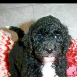 Bernedoodle and Sheepadoodle Puppies from Penny Harris