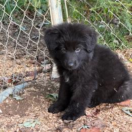 Puppy 1 - Black male German Shepherd puppy in Bluff City, Tennessee from What a Heart Wants