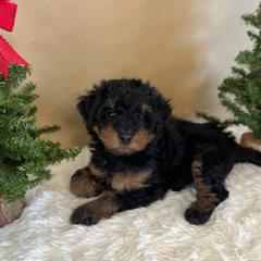 Tiger Lily - Black female Bordoodle puppy in Valley Center, California from Circle R Valley Bordoodls