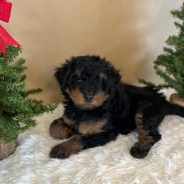 Tiger Lily - Black female Bordoodle puppy in Valley Center, California from Circle R Valley Bordoodls