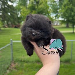 Rita- 4800.00 dollars - Black female Pomeranian puppy in Perry County, Ohio from Speechless Pom’s