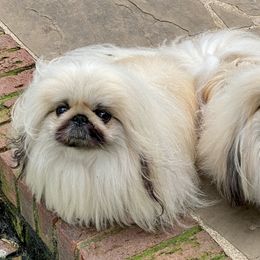 Pekingese Puppies from Andrea Johnson Pekingese