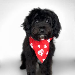 Aussiedoodle and Poodle Puppies from Diamond M Poodles and Doodles