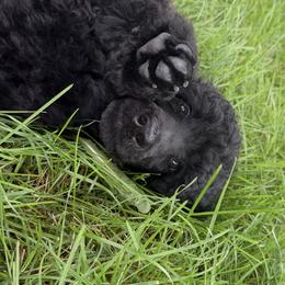 Dice (Grey Collar Boy) - Black male Poodle puppy in Cambridge, Wisconsin from Champagne Poodles