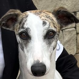 Cocker Spaniels and Whippets from Eaglewings
