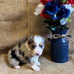 Merlin - Blue merle male Miniature American Shepherd puppy in Kalama, Washington from Lone Pine Miniature American Shepherds