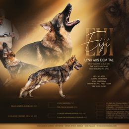 Eiji - German Shepherd
