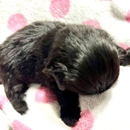 Queen of Hearts - Pekingese puppy from Sassy's Forever Pekingese