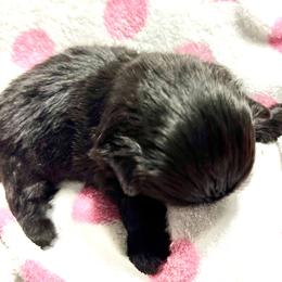 Queen of Hearts - Pekingese puppy from Sassy's Forever Pekingese