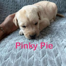 Pinky Pie - Yellow female Labrador Retriever puppy in Noxon, California from Blockhead Blessings