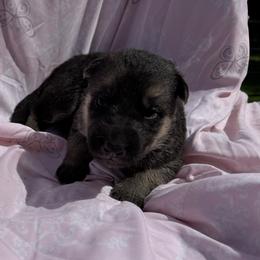 Elsie - Black and tan female German Shepherd puppy in Perkasie, Pennsylvania from Twila Ruth Herot