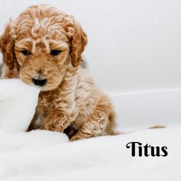 Goldendoodle Puppies from Alaya Rae doodles