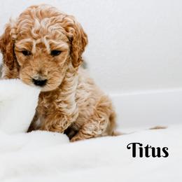 Goldendoodle Puppies from Alaya Rae doodles