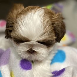 Sam - Red and white male Shih Tzu puppy in Filer, Idaho from Shih Tzu Kennels