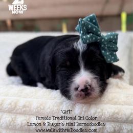 Gift - Tri-color female Bernedoodle puppy in Orange, Texas from Walk with Me Doodles