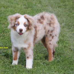 Rose - Red merle female Miniature American Shepherd puppy in Hillsdale, Michigan from Faithwalk Aussies and Mini American Shepherds